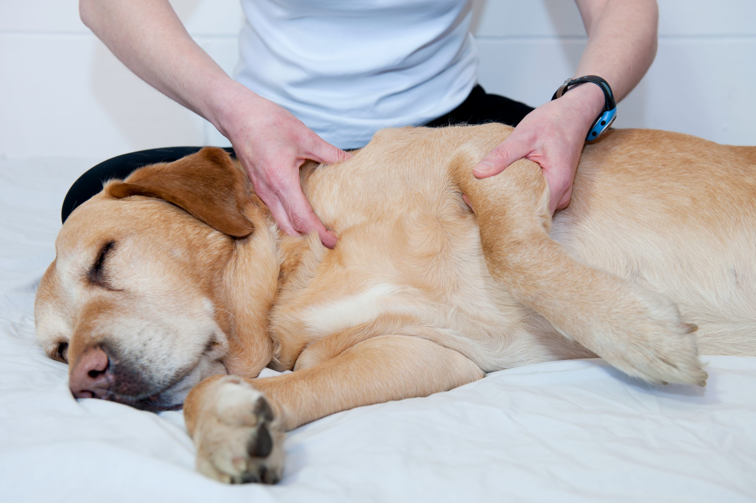 Hundephysiotherapie